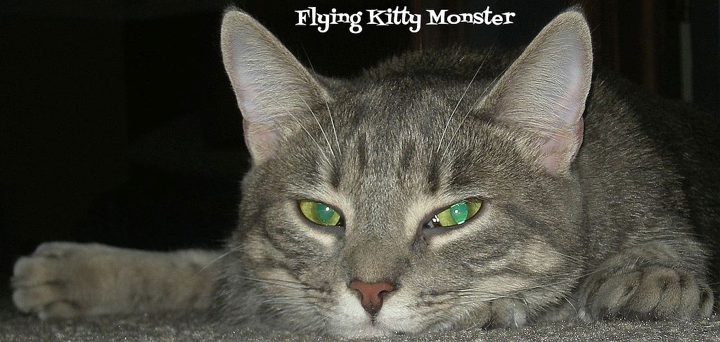 title: Flying Kitty Monster, photo of a cat, looking at the camera