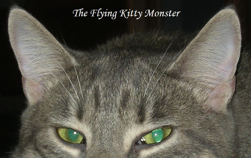 name, The Flying Kitty Monster: photo of grey cat with green eyes, looking at you!