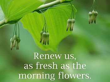 flower, text: Renew us, as fresh as the morning flowers