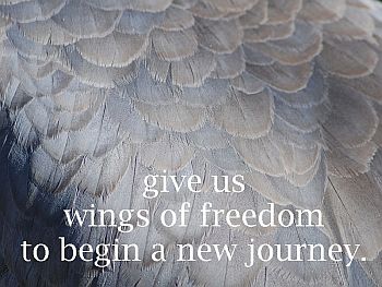 bird wing, text: give us wings of freedom to begin a new journey